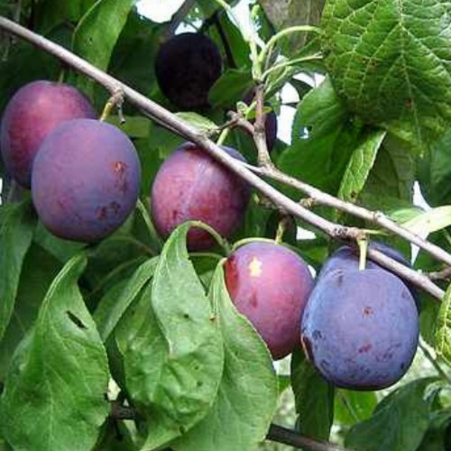 Prunus domestica 'Liisu' - Aed-ploomipuu 'Liisu' C6/6L